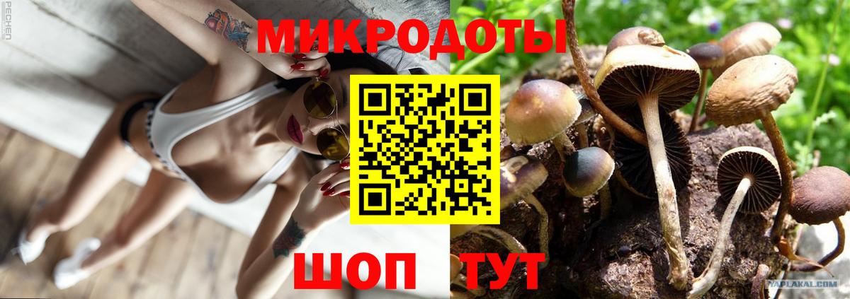 Галлюциногенные грибы Psilocybine cubensis Севастополь